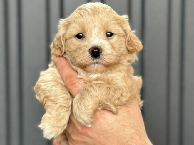 Perros Maltipoo en venta