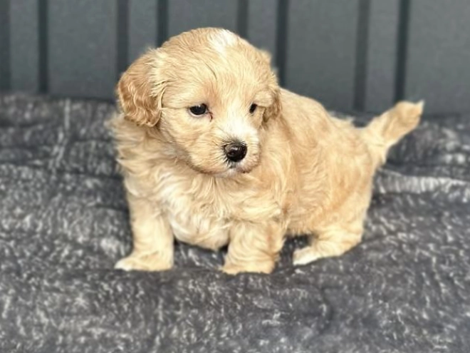 Perros Maltipoo en venta