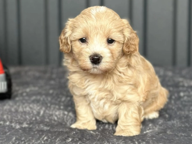 Perros Maltipoo en venta