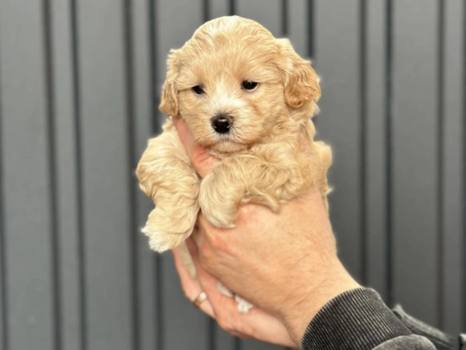 Perros Maltipoo en venta