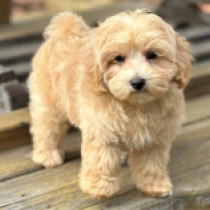 Annie, cream Maltipoo for sale