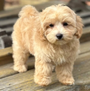 Perros Maltipoo en venta