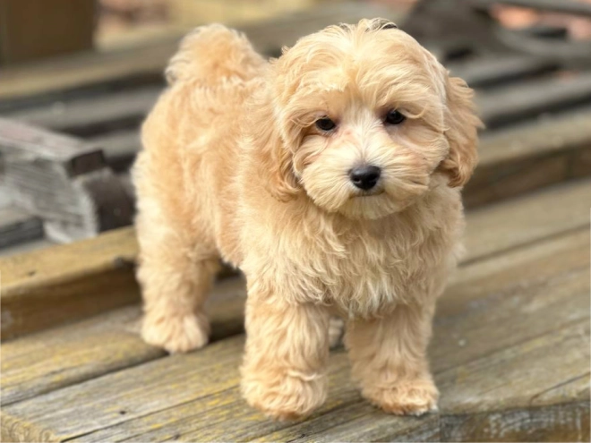Perros Maltipoo en venta