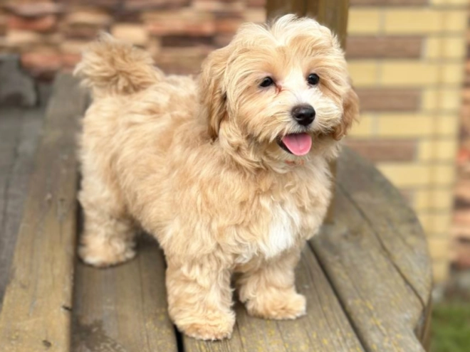 Perros Maltipoo en venta