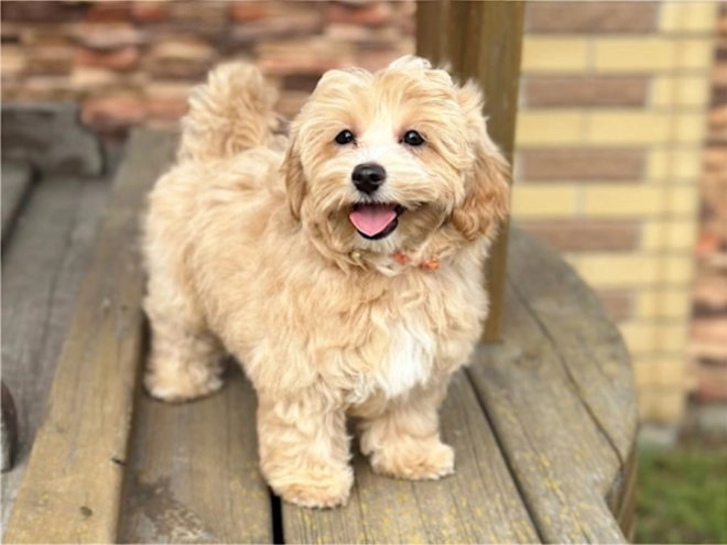 Perros Maltipoo en venta