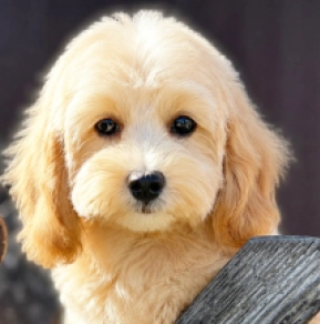 Maltipoo puppy for sale