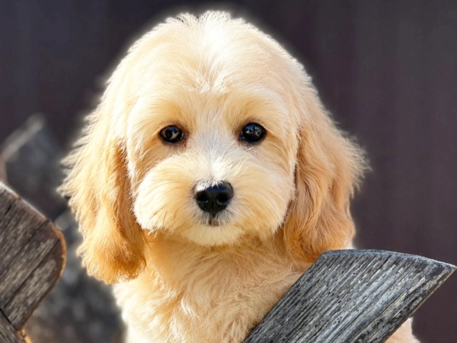 Maltipoo puppy for sale