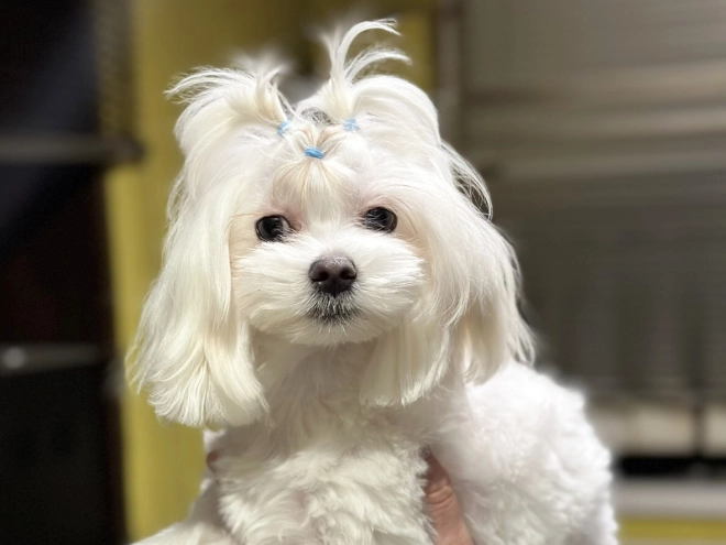 Perros Maltipoo en venta