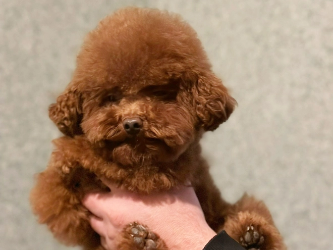Perros Maltipoo en venta