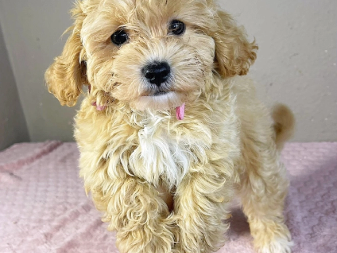 Maltipoo Welpe kaufen