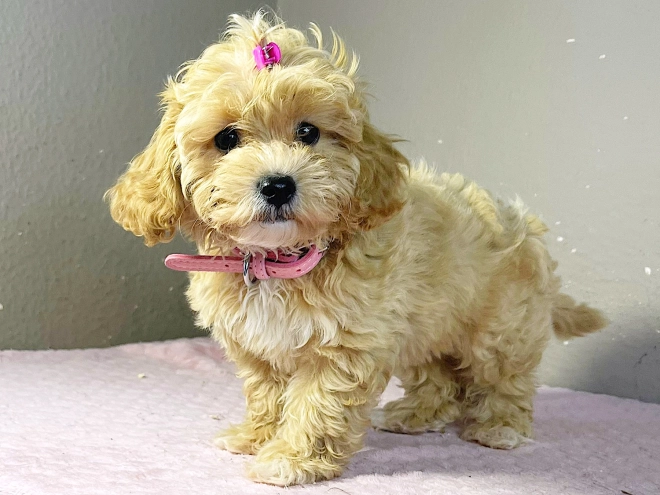 Maltipoo Welpe kaufen