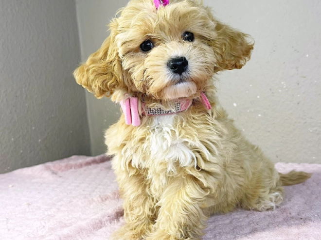 Maltipoo Welpe kaufen