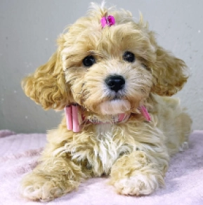 Maltipoo Welpe kaufen