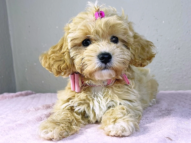 Maltipoo Welpe kaufen