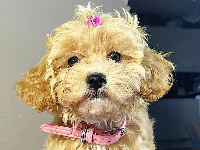 Maltipoo Welpe kaufen