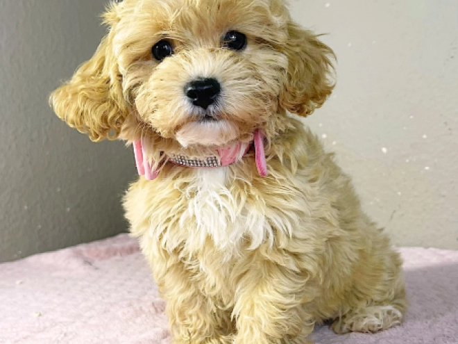 Maltipoo Welpe kaufen