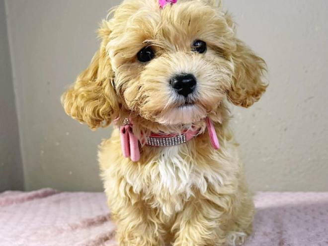 Maltipoo Welpe kaufen