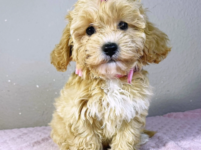Maltipoo Welpe kaufen