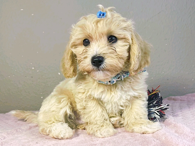 Maltipoo Welpe kaufen