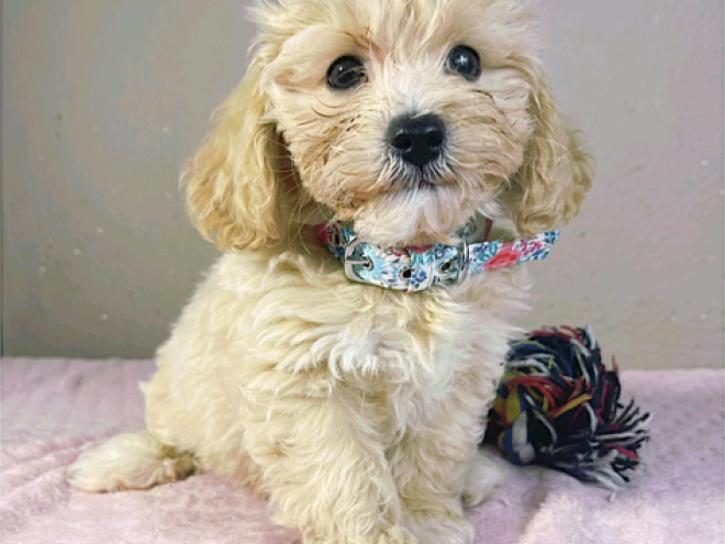 Maltipoo Welpe kaufen