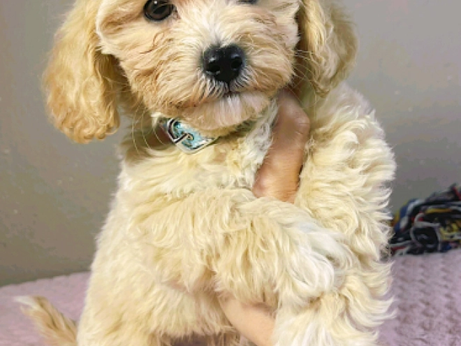 Maltipoo Welpe kaufen