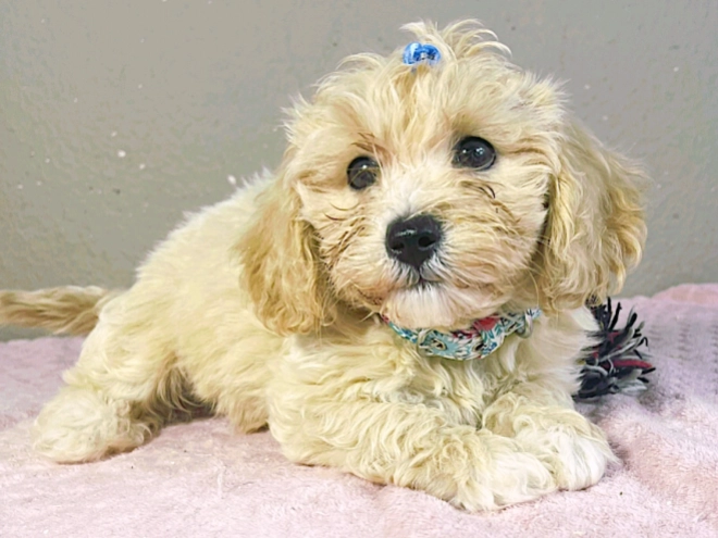 Maltipoo Welpe kaufen
