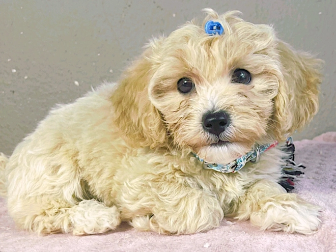 Maltipoo Welpe kaufen
