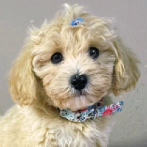 Tommy, golden Maltipoo for sale