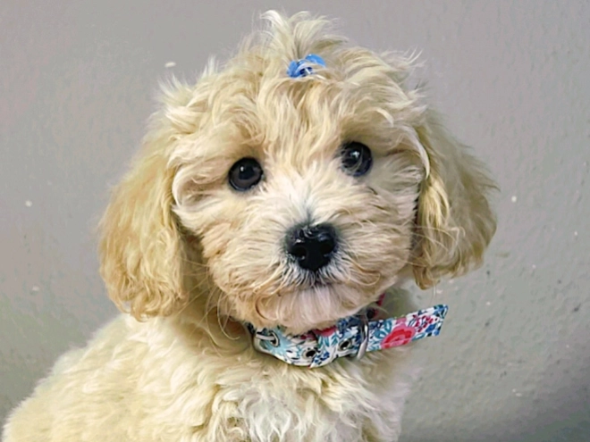 Maltipoo Welpe kaufen