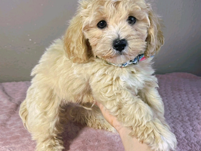 Maltipoo Welpe kaufen