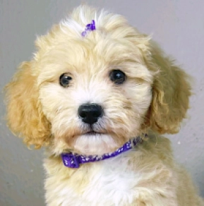 Maltipoo Welpe kaufen