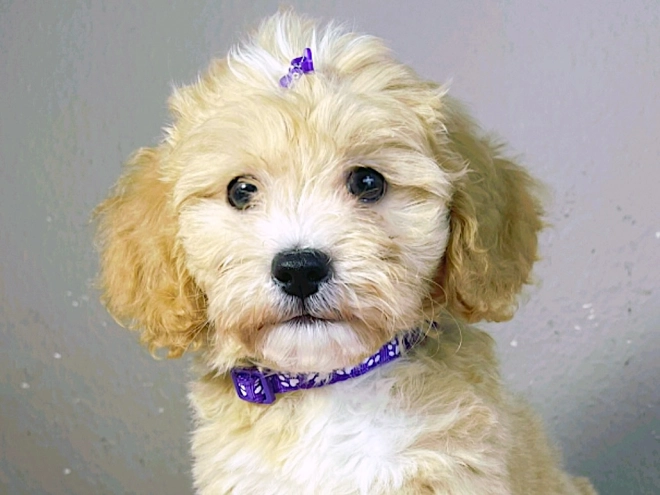 Maltipoo Welpe kaufen