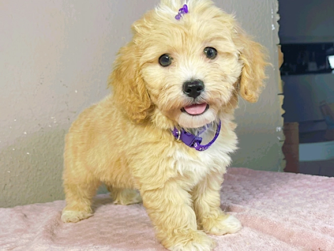 Maltipoo Welpe kaufen