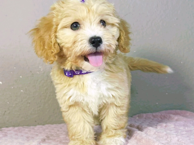 Maltipoo Welpe kaufen