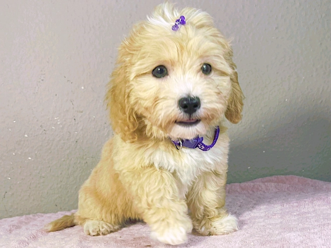 Maltipoo Welpe kaufen