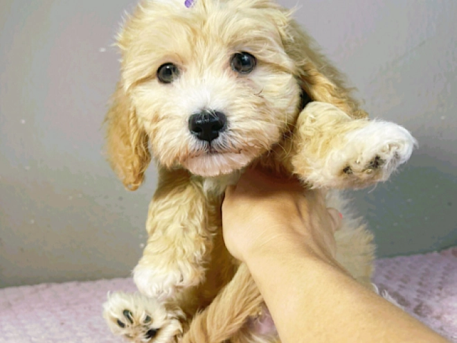 Maltipoo Welpe kaufen