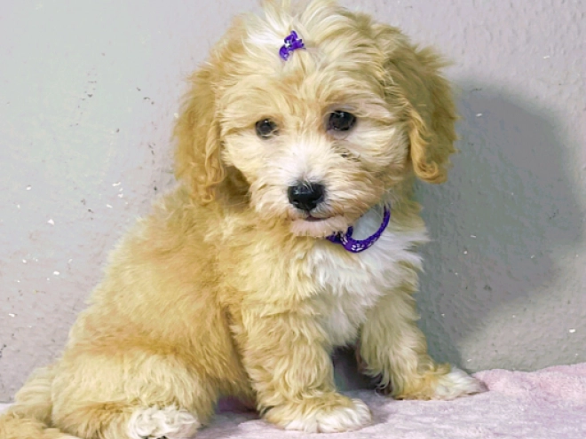 Maltipoo Welpe kaufen