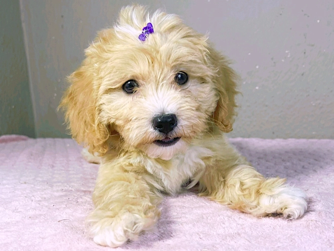 Maltipoo Welpe kaufen
