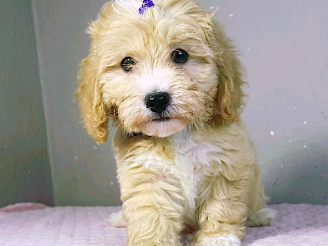 Maltipoo Welpe kaufen