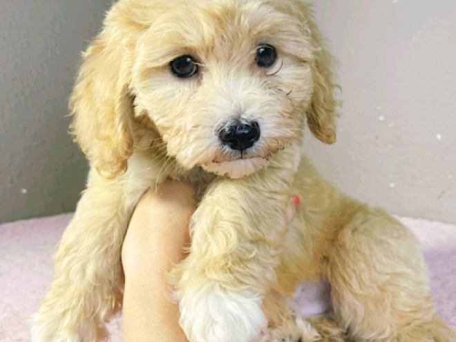Maltipoo Welpe kaufen