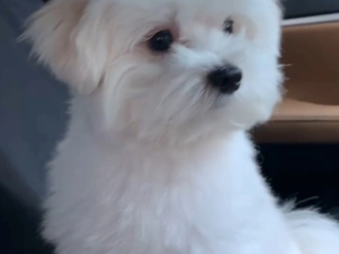 Maltipoo Welpe kaufen