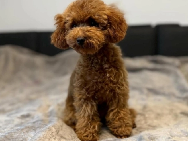 Maltipoo Welpe kaufen