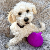 Bruno, cream Maltipoo for sale