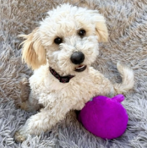 Maltipoo Welpe kaufen