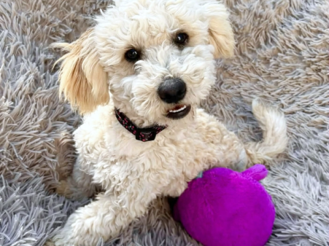 Maltipoo Welpe kaufen