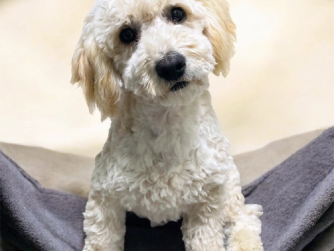 Maltipoo Welpe kaufen
