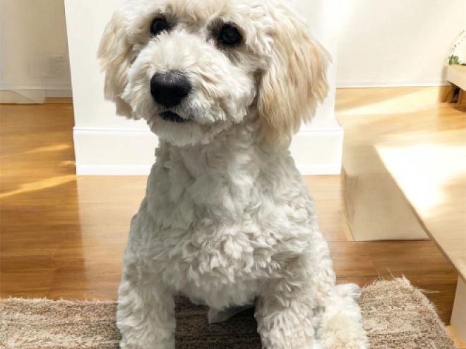 Maltipoo Welpe kaufen