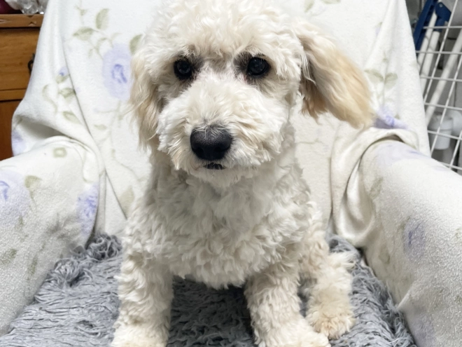 Maltipoo Welpe kaufen
