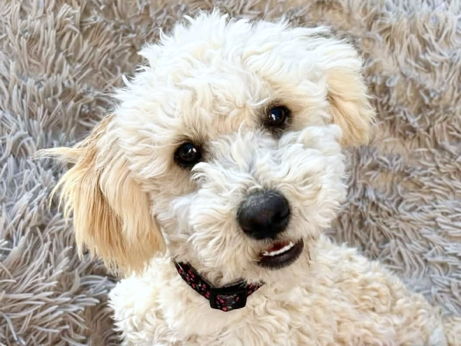 Maltipoo Welpe kaufen