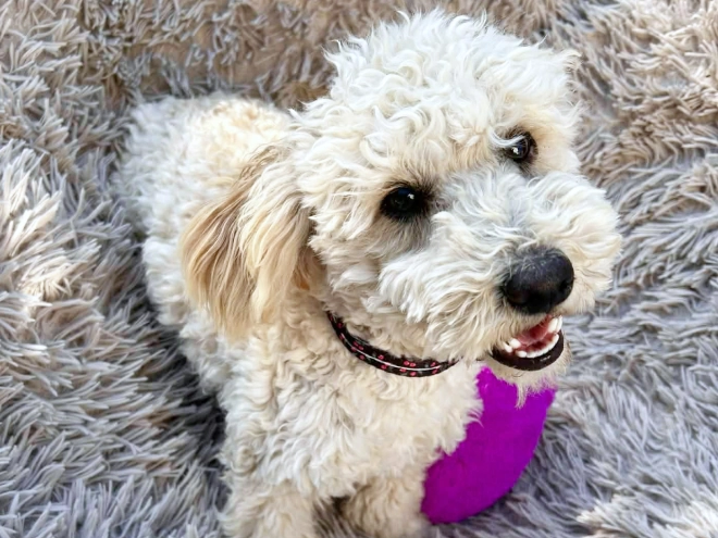 Maltipoo Welpe kaufen